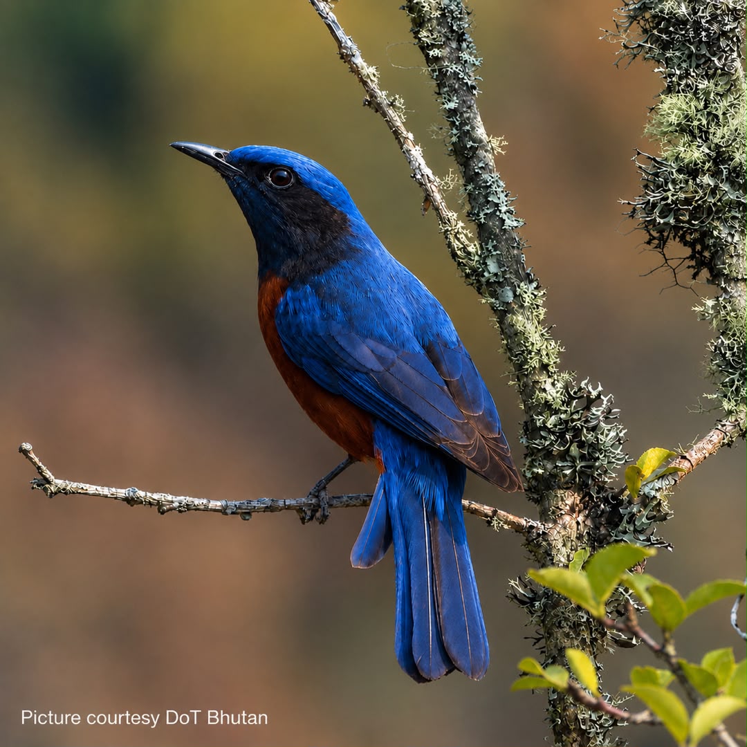Wildlife Tours